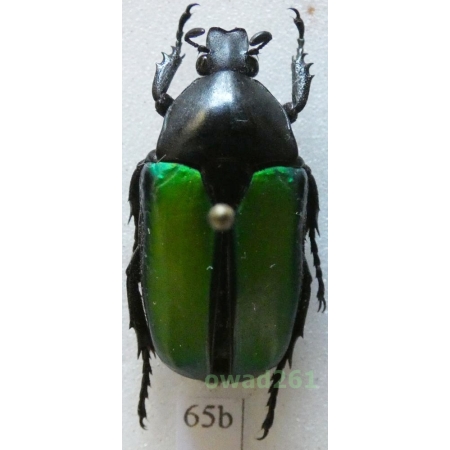 Caelorrhina relucens (Bates, 1881) 27mm Tanzania65b